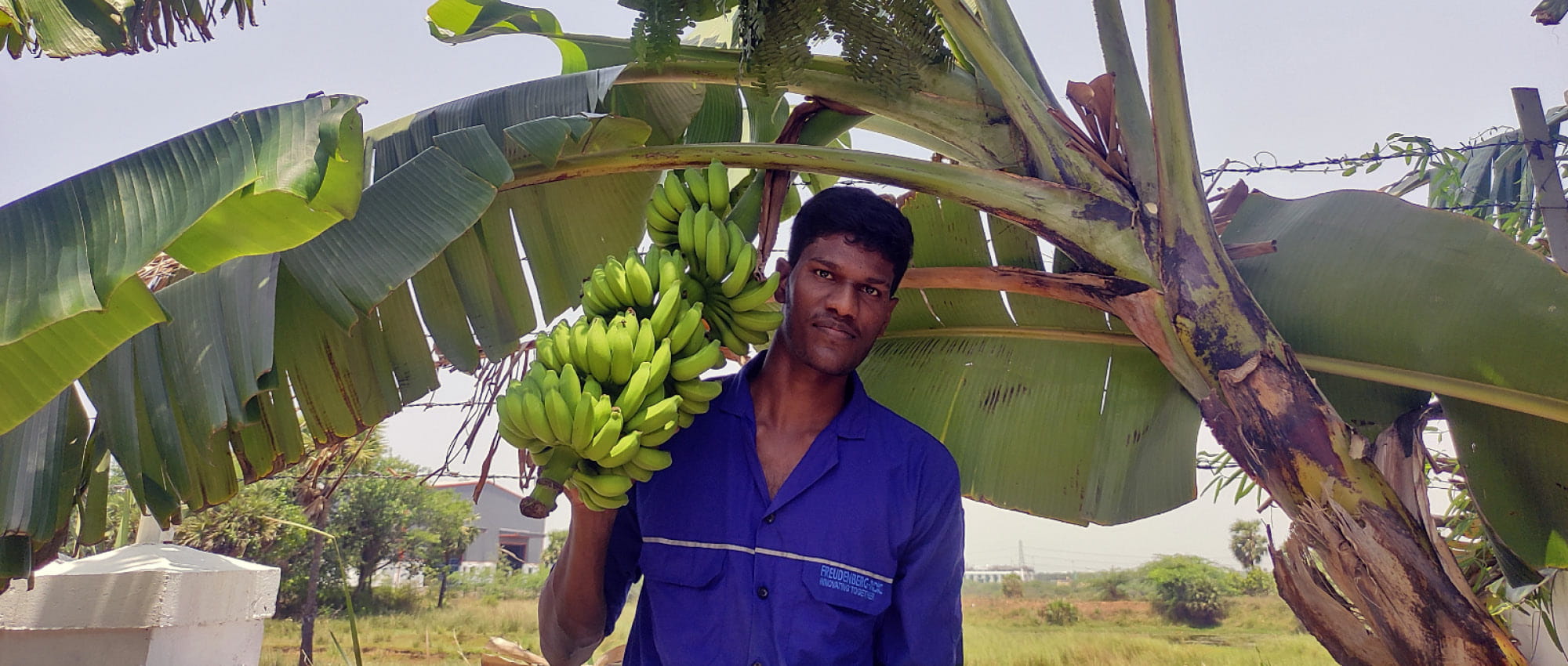 Ein Mann in blauem Shirt steht vor einer Bananenpflanze und hält eine Bananenstaude in der Hand. 