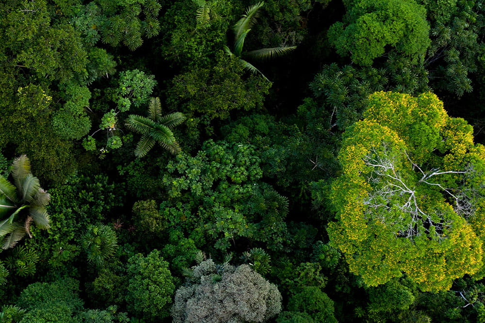 Bird's-eye view of a forest.