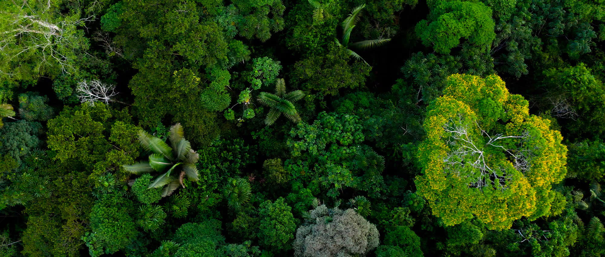 Bird's-eye view of a forest.