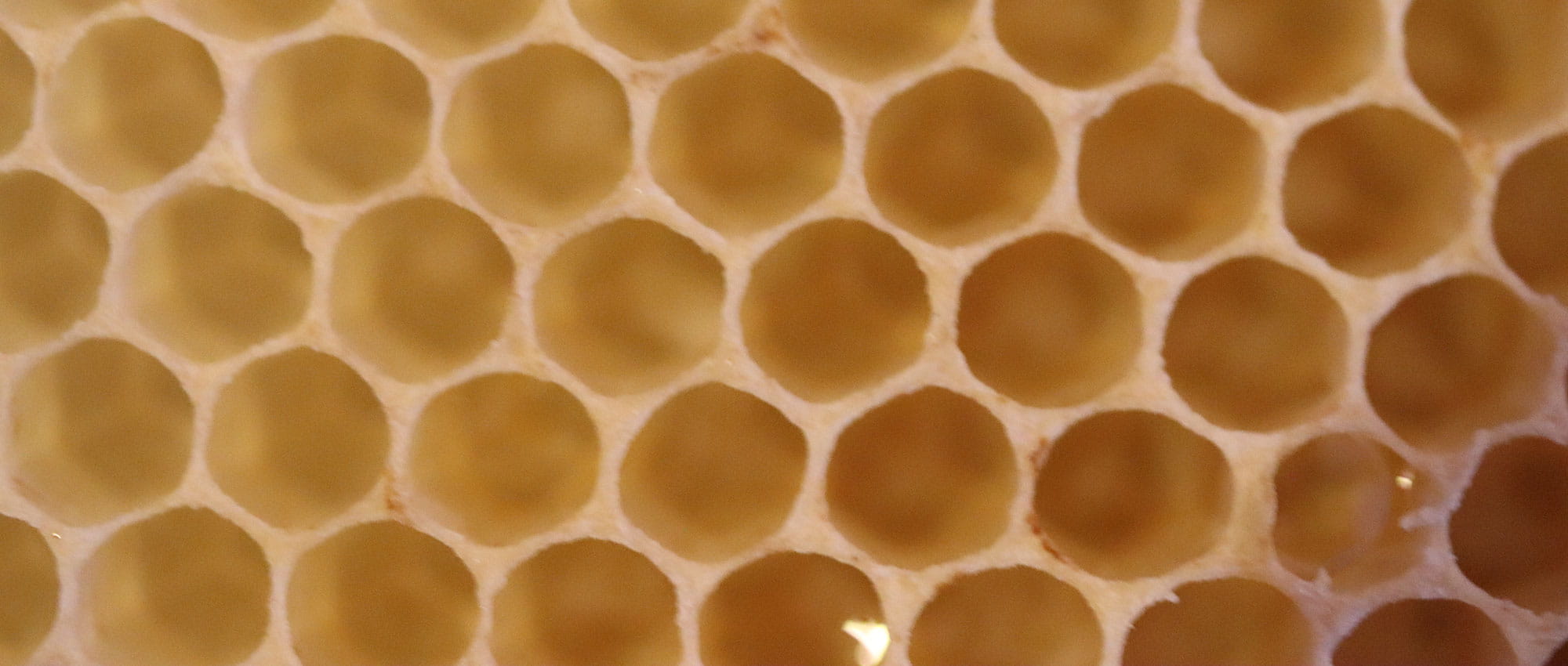 Close-up of honeycomb in different shades of orange.