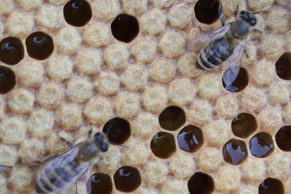 Close-up of two bees on honeycomb.