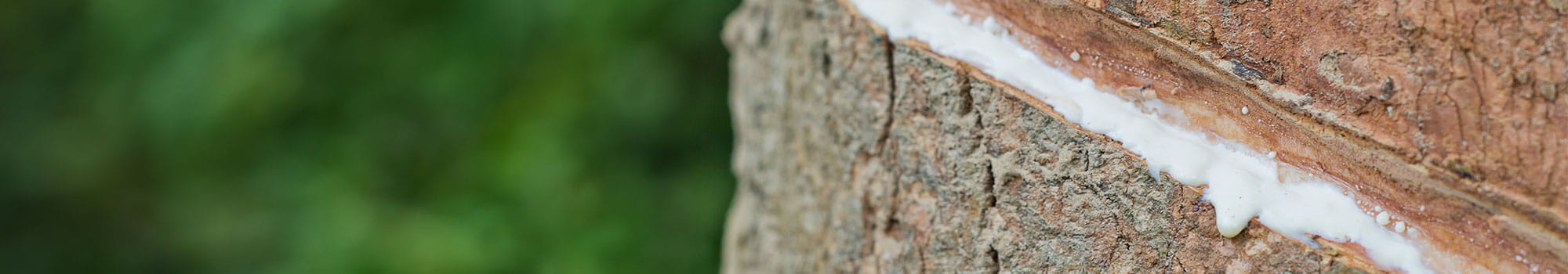 Natural latex dripping from a rubber tree at a rubber tree plantation