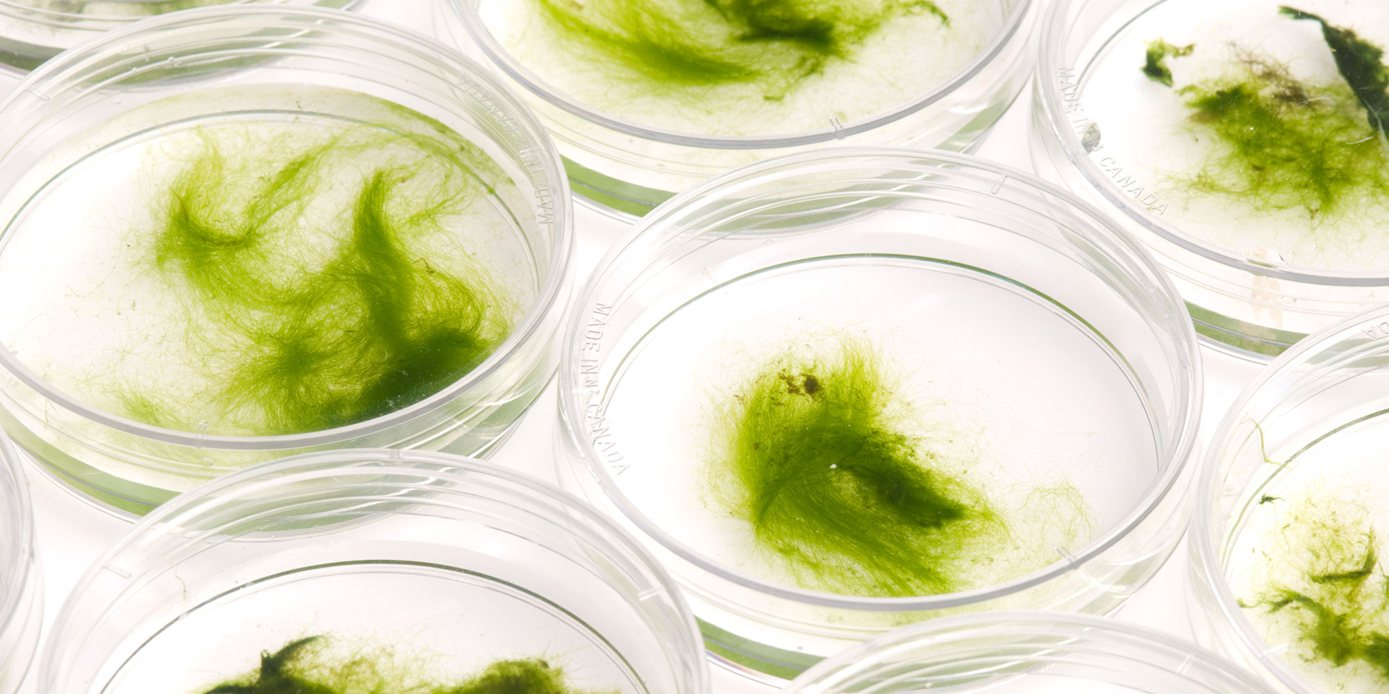 Algae as an Energy Source