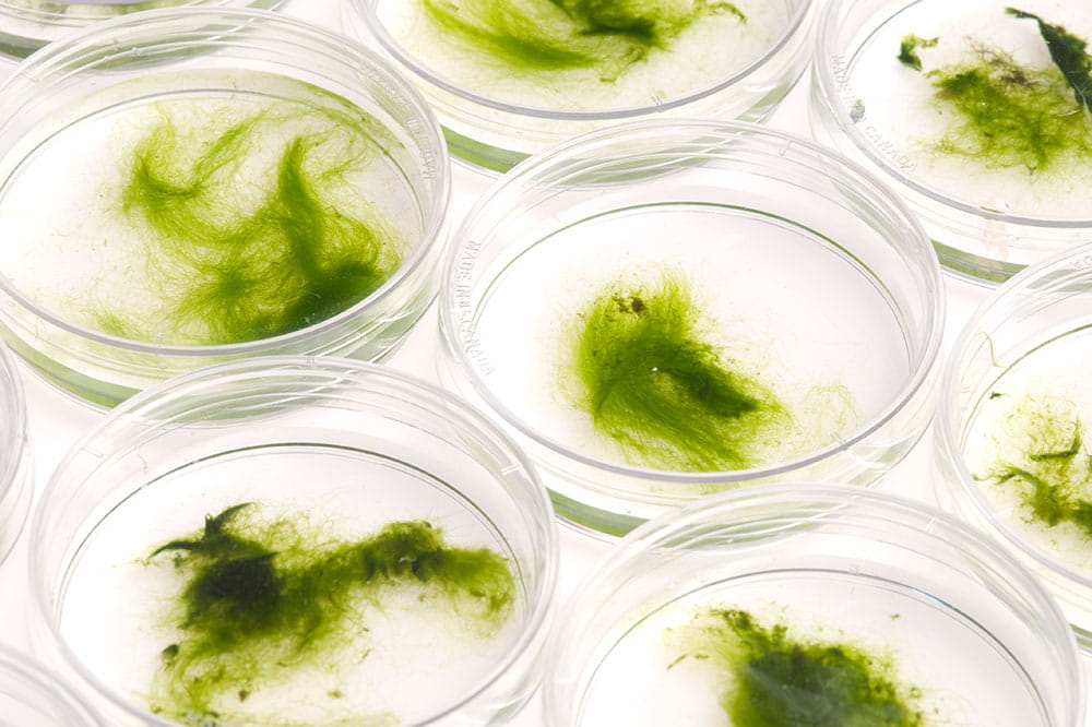 Algae as an Energy Source
