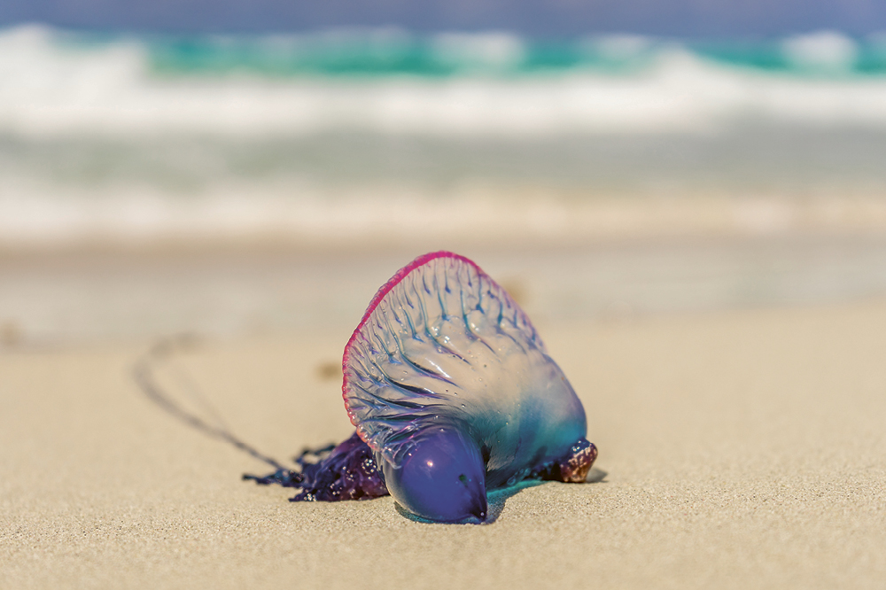 portuguese man of war