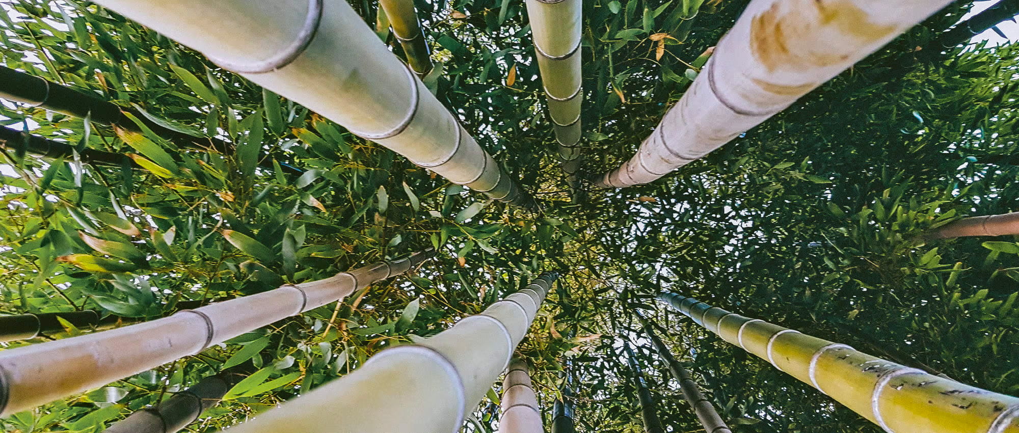 Looking up at bamboo