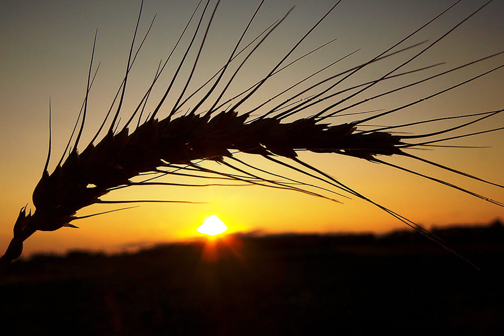 Close-up of an ear of wheat in front of a sunset