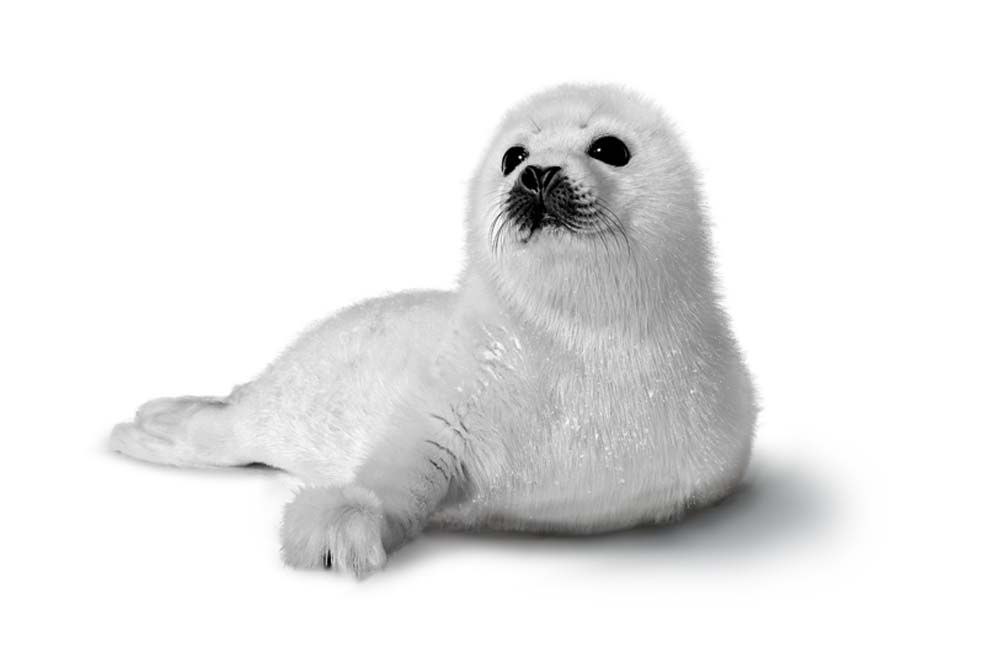 Illustration of baby seal