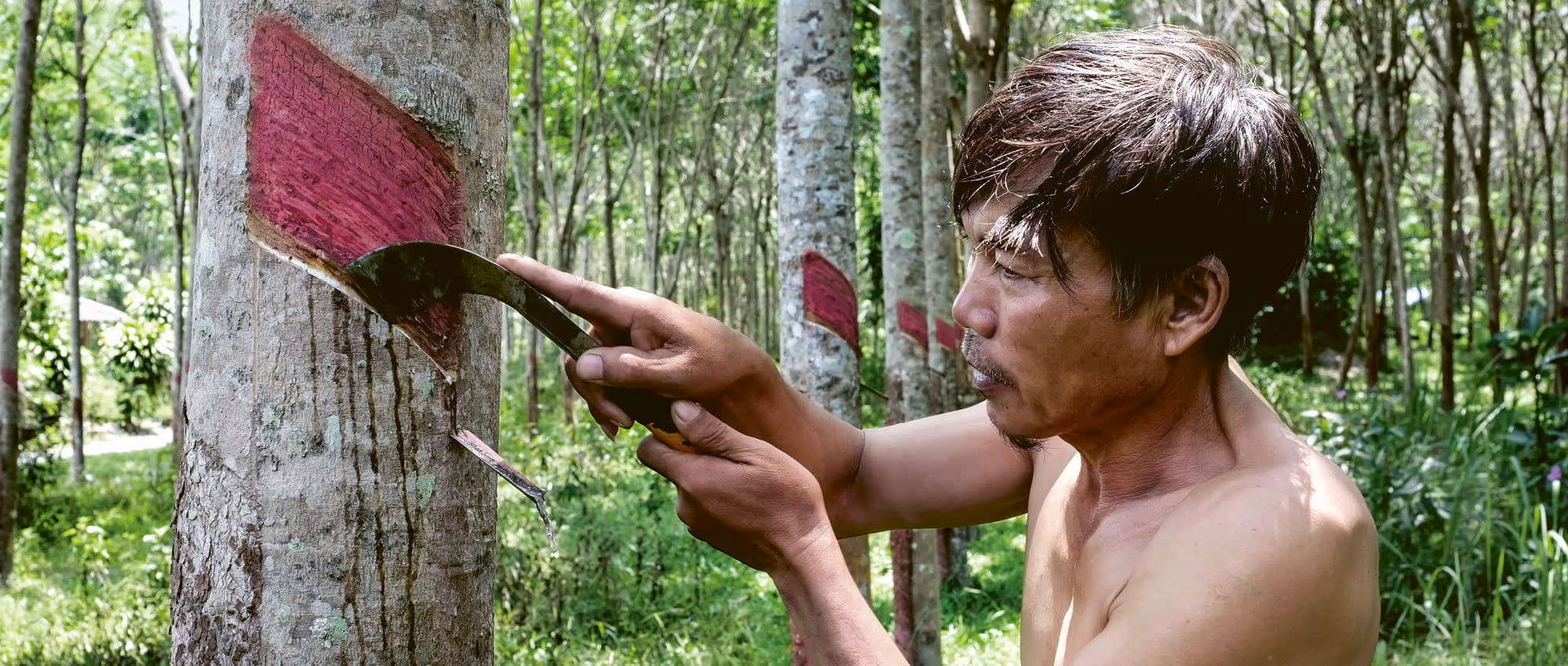 A man harvests rubber by scraping a rubber tree with a knife and collecting the liquid that comes out. Copyright: Adirekjob