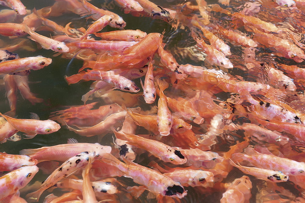 A school of small red fish.