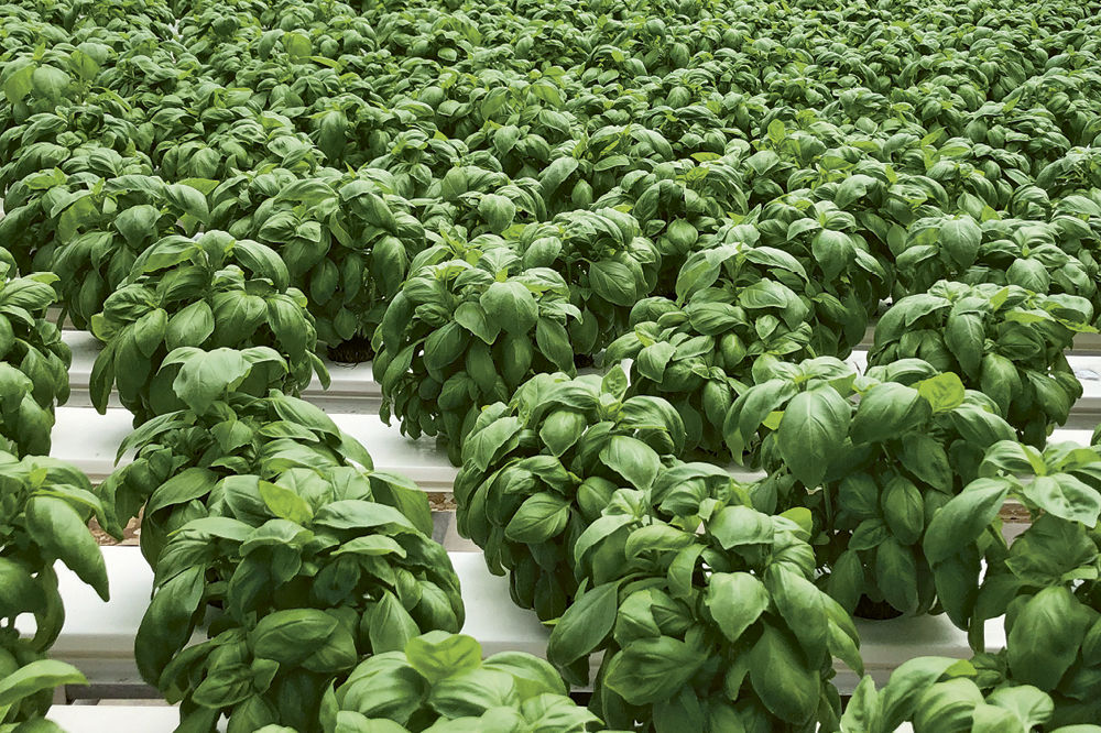 A row of green plants.