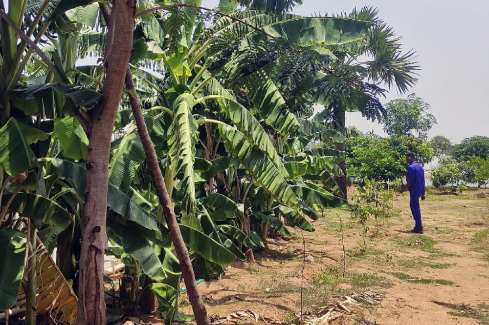 A man stands in front of a plantation. 