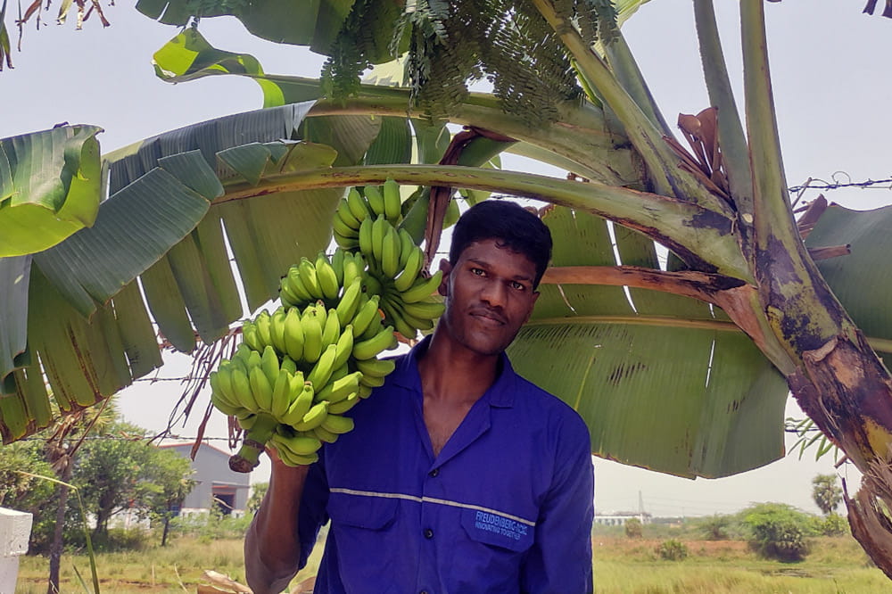 A man in a blue shirt stands in front of a banana tree and holds bananas in his hand. 