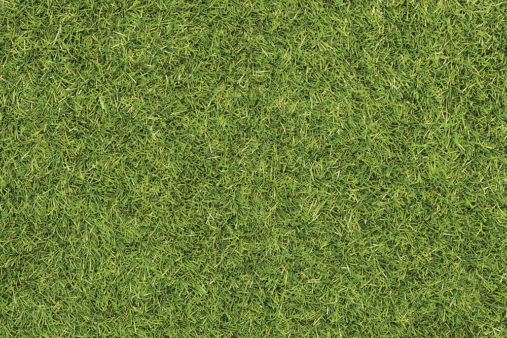 Green grass. Copyright: iStock/Nastco