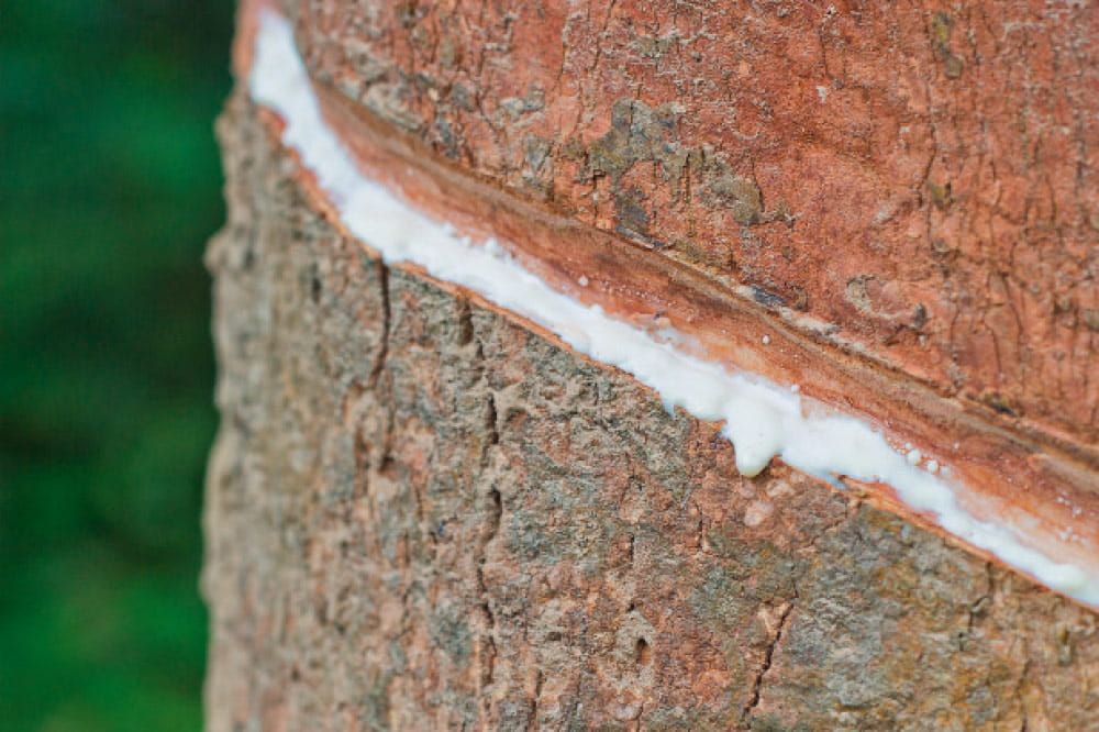 NR - Natural Rubber