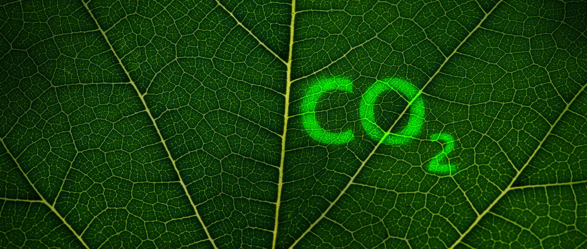 Nahaufnahme eines Blattes auf dem mit grünem Licht CO2 steht.