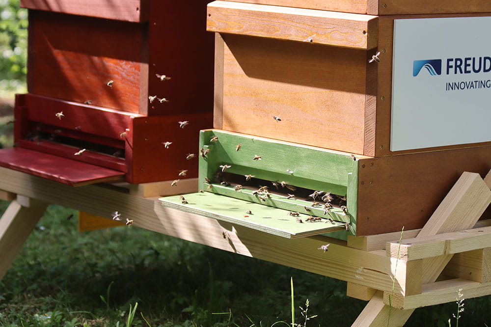 Nahaufnahme der beiden Bienenstöcke: Bienen schwirren um den Eingang.