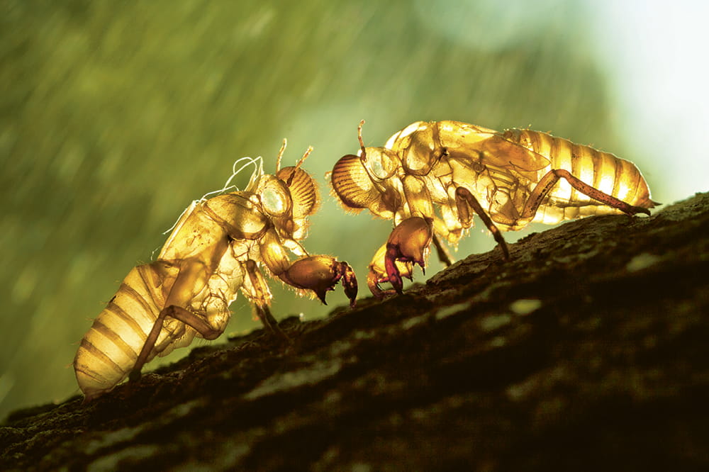 Zwei Hüllen von Insekten stehen gegenüber voneinander auf einem Ast und werden von Licht beleuchtet. 