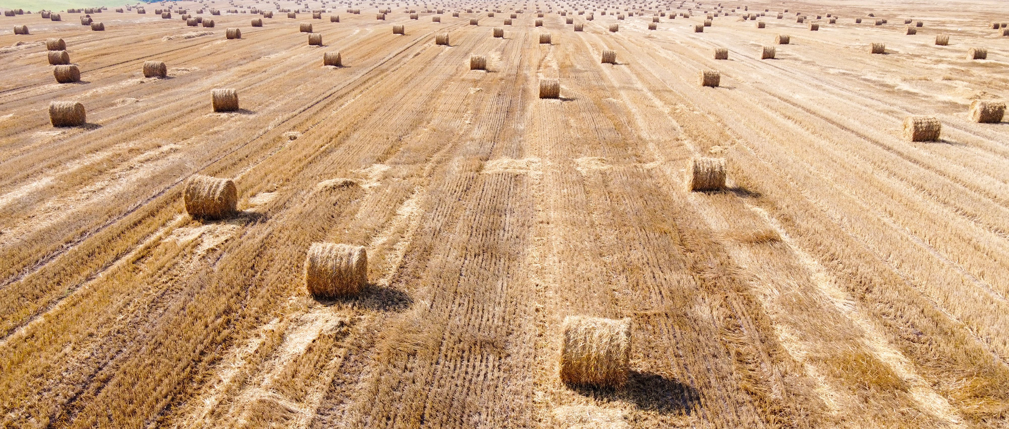 Aufnahme aus der Luft von Heuballen auf einem Feld