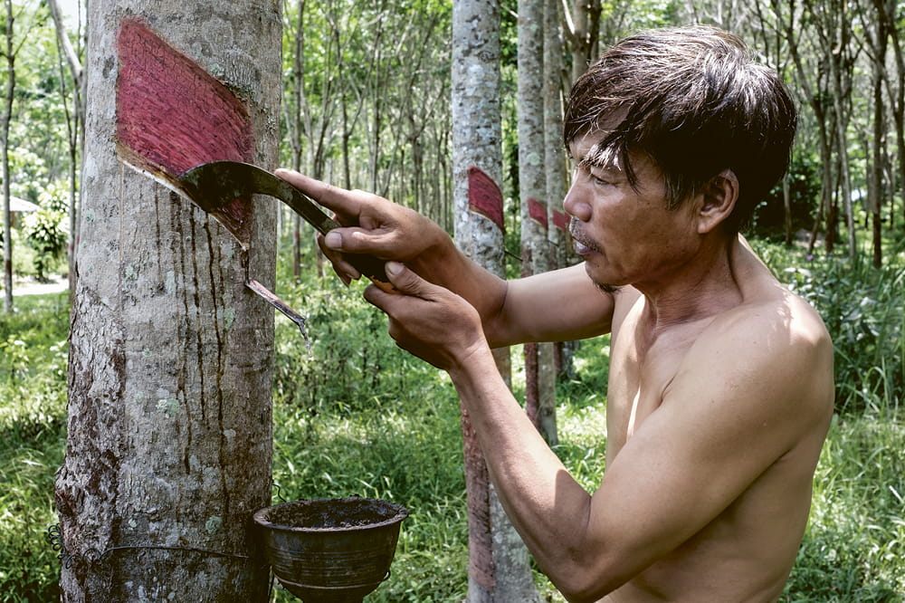 Ein Mann erntet Gummi indem er mit einem Messer an einem Gummibaum kratzt und die herauskommende Flüssigkeit auffängt. Copyright: Adirekjob