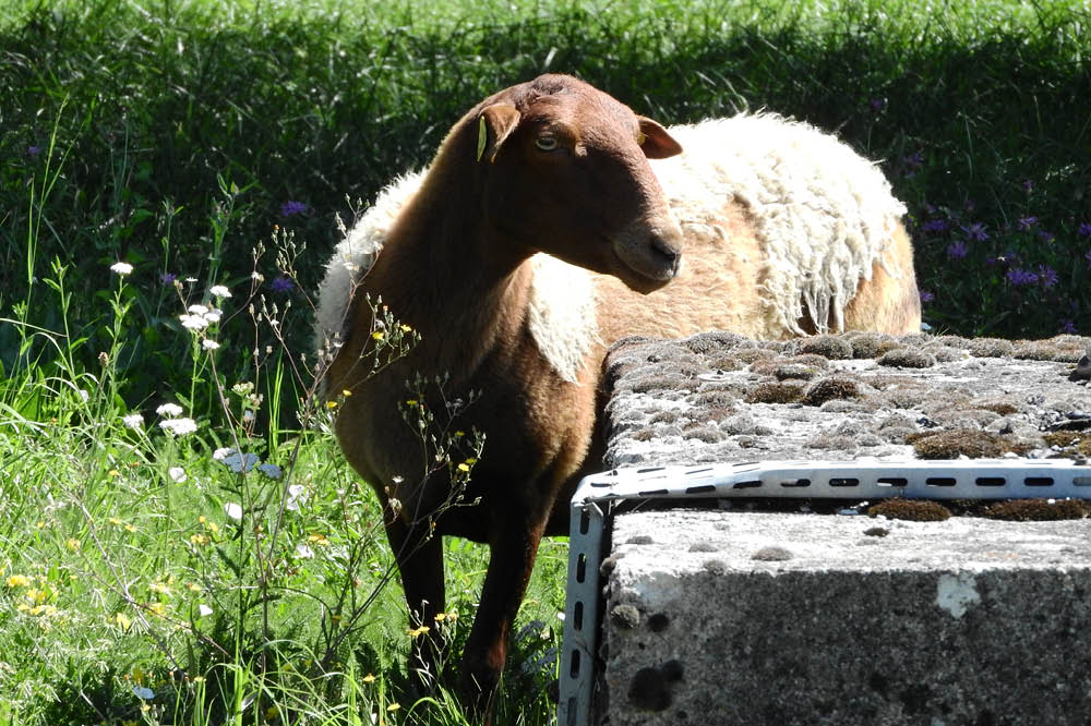 Porträt eines Schafes in der Sonne.