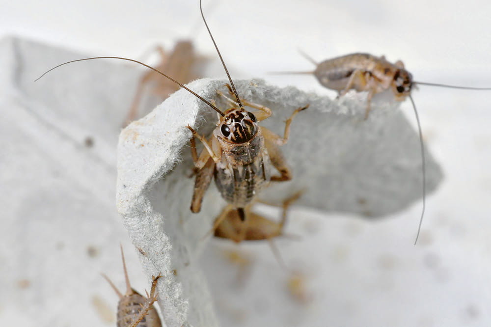 Nahaufnahme von Insekten.
