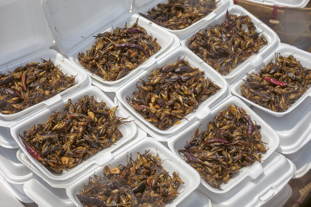 Insekten in Styroporbehältern.