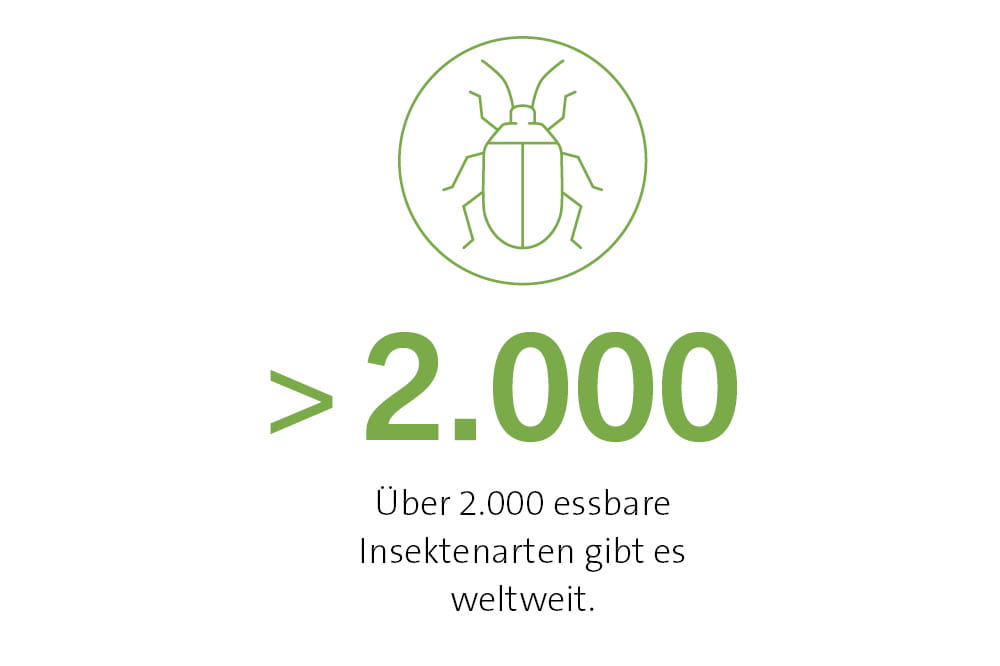 Über 2.000 essbare Insekten gibt es weltweit. 
