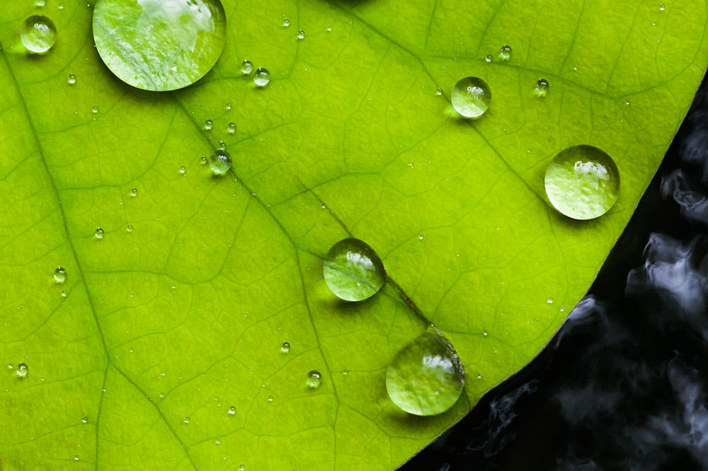 Seerosenblatt mit abperlenden Wassertropfen