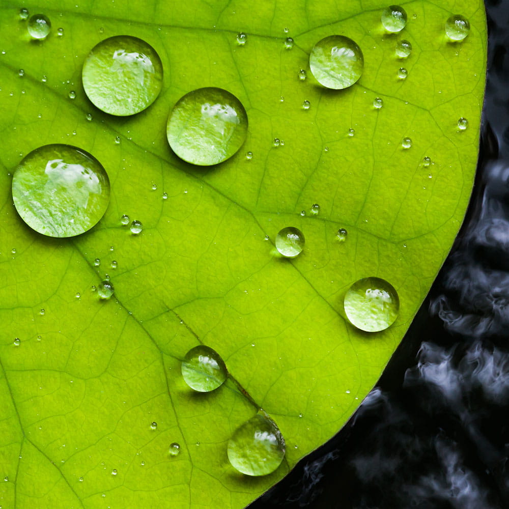 Seerosenblatt mit abperlenden Wassertropfen